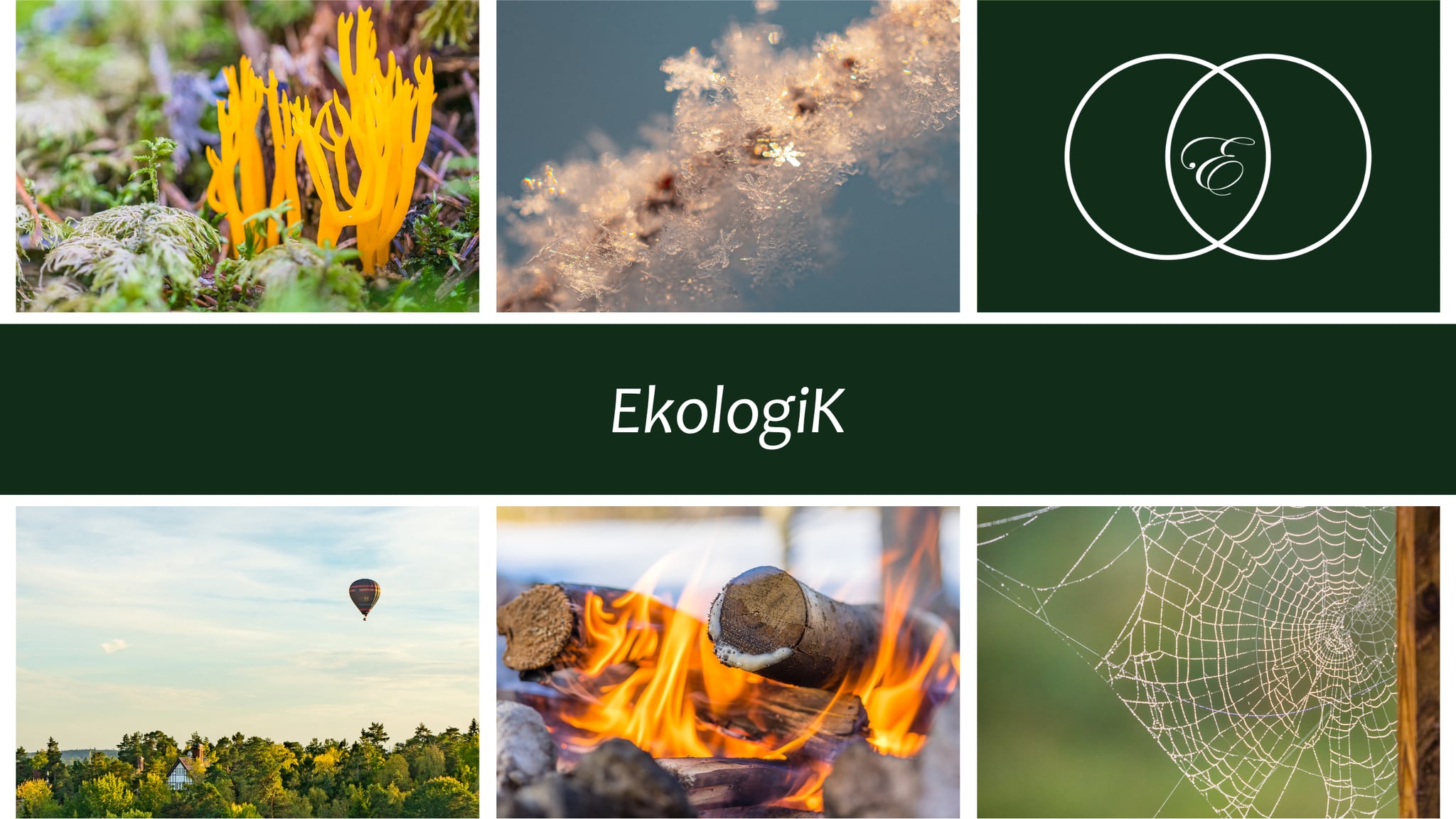 Föreningens sex element: fingersvamp, iskristaller, logotypen, skog med luftballong, brasa och spindelnät